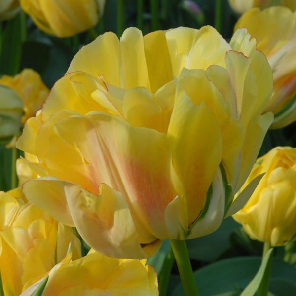 Flower Bulbs with Special Names