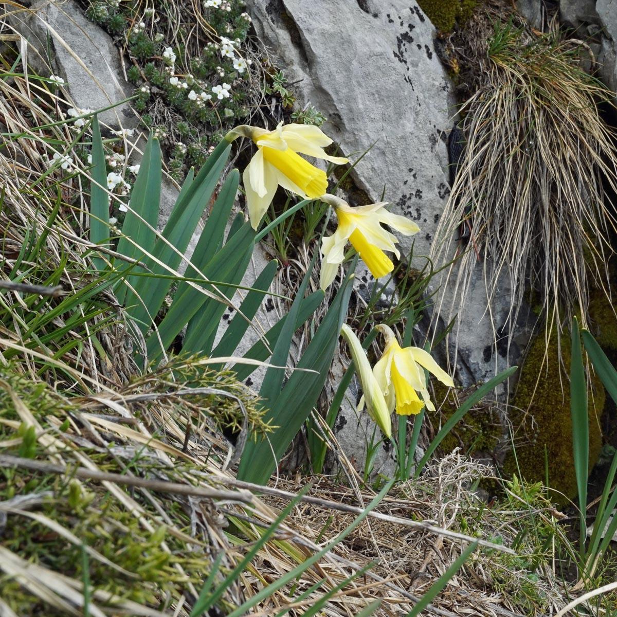 De Pyreneeën