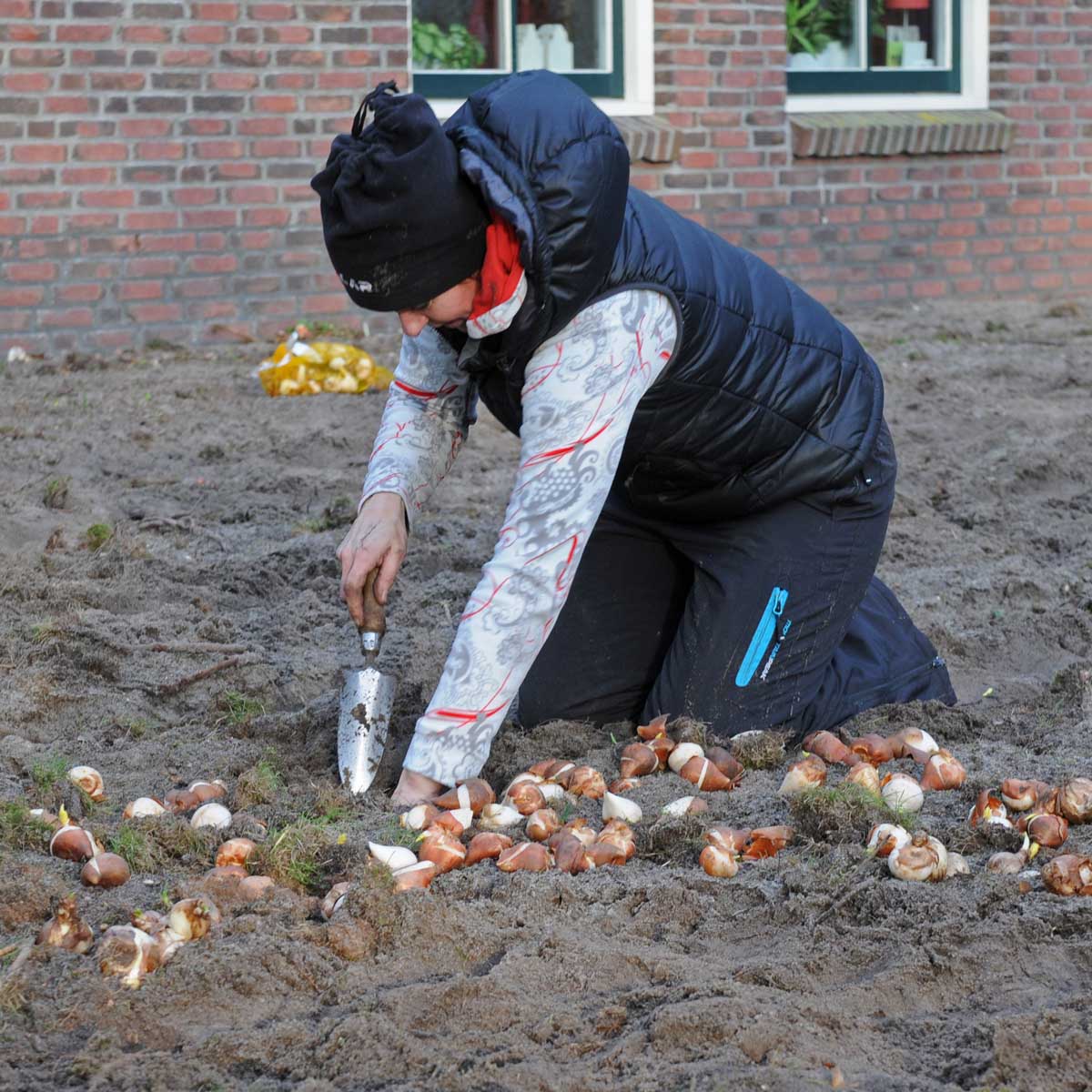 Tulpen planten