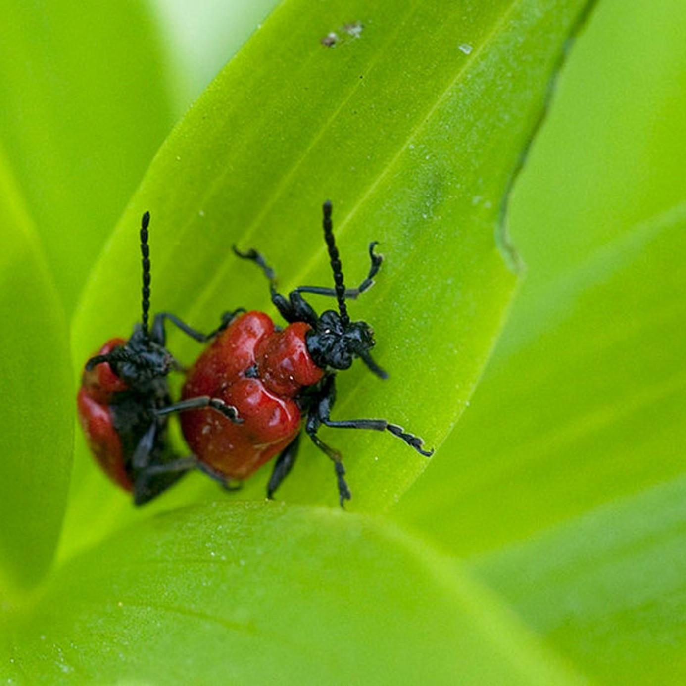 The Lily Beetle