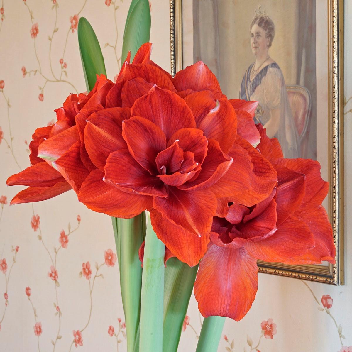 Amaryllis, the Queen of the Winter in our assortment of flower bulbs