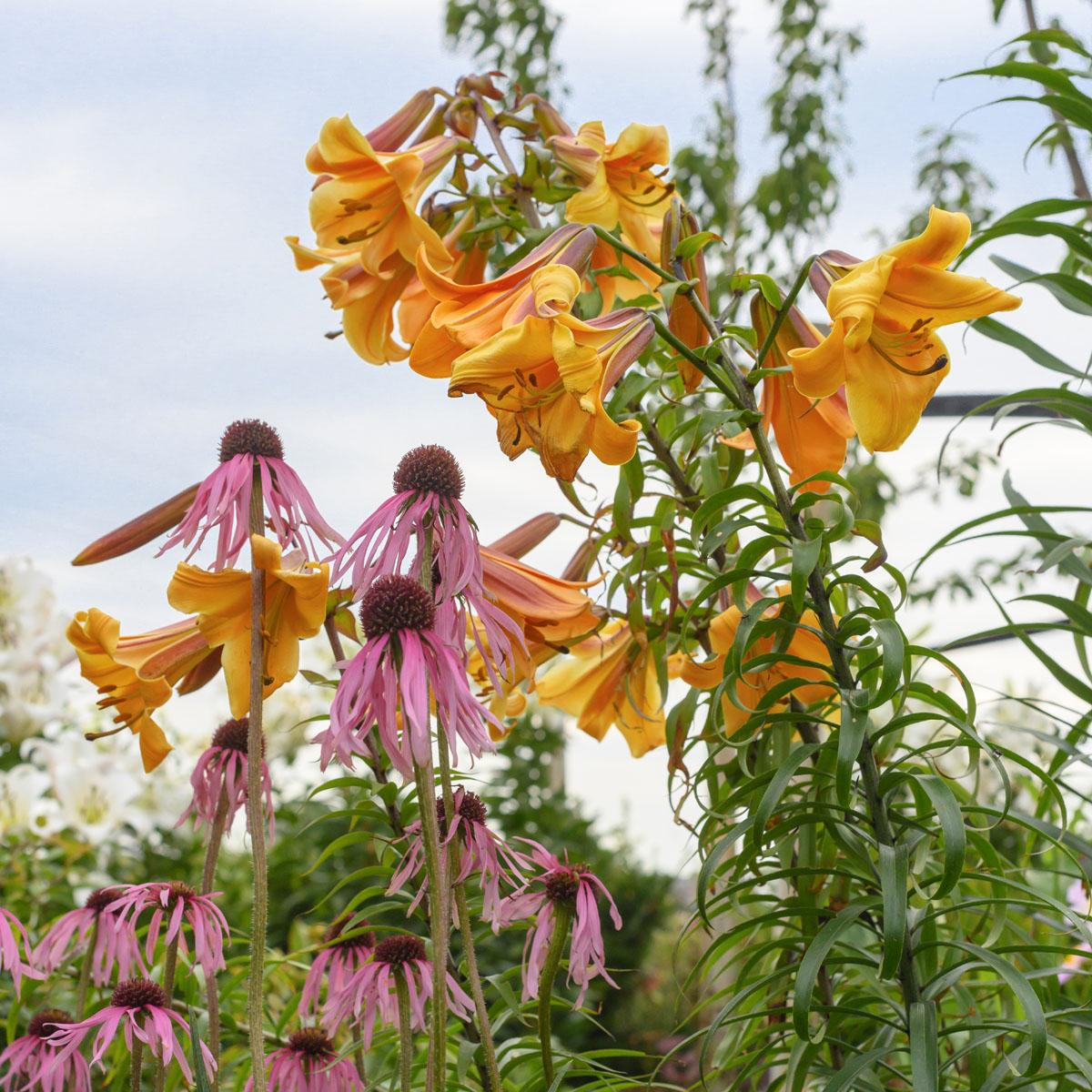 50 verschillende soorten lelies - fluwelnl