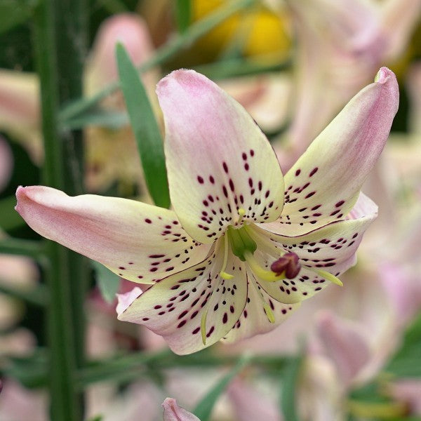 Best time to plant Lilies?