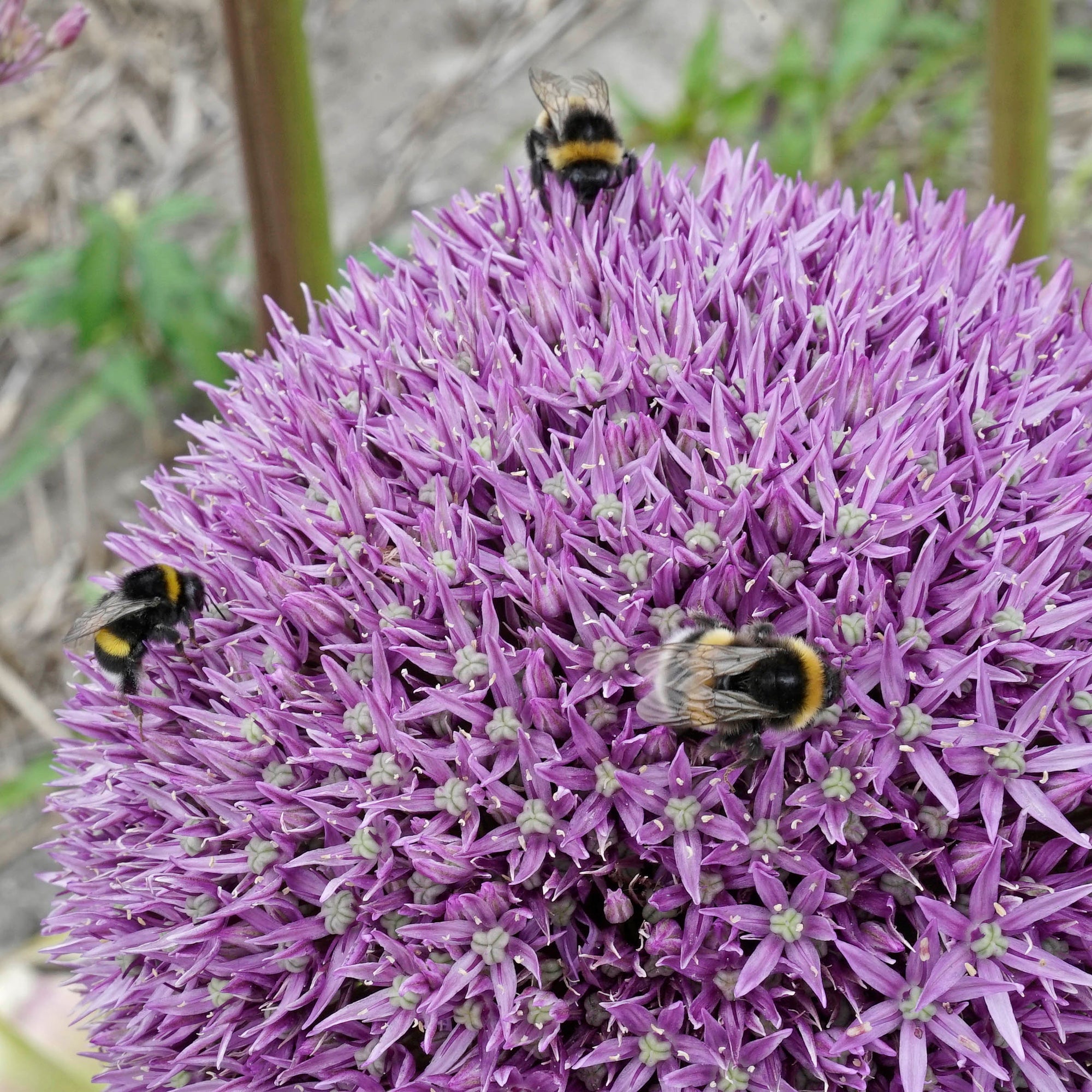 Met extra uitjes, graag!