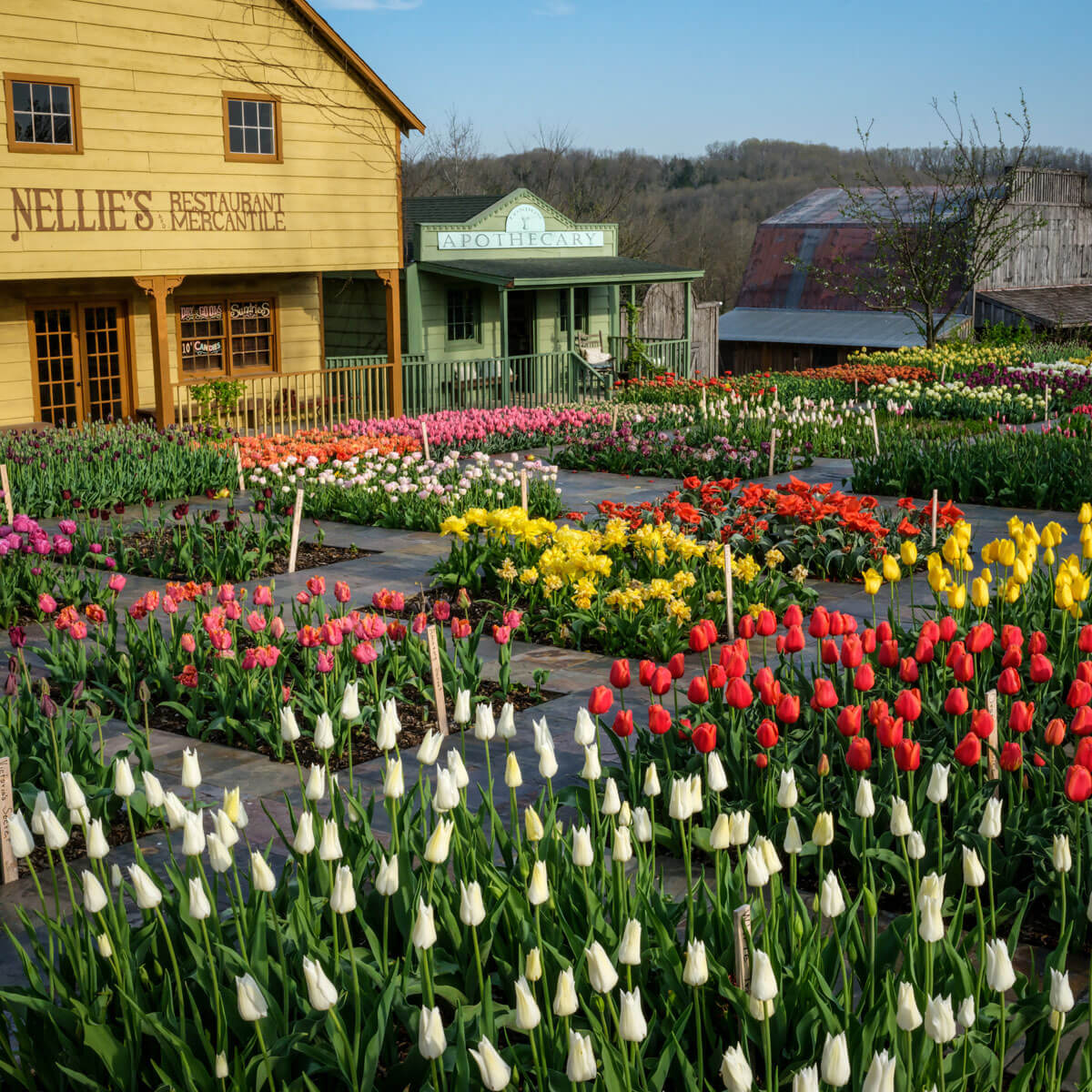 Good News and the Hill Billy Tulip Festival