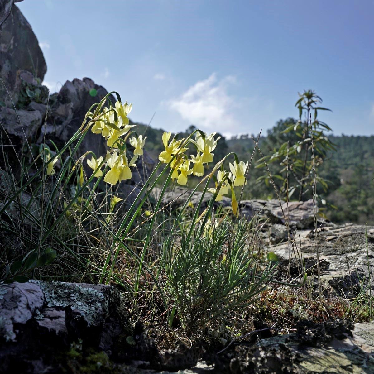 The Daffodil in Spain