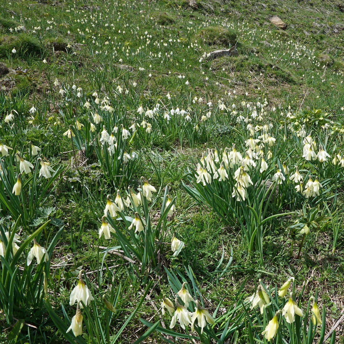 Baskenland - fluwelnl