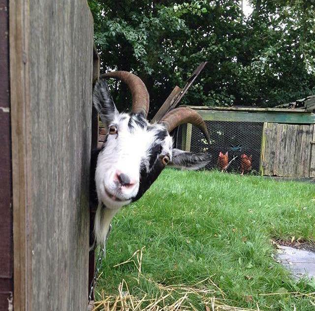 Biet in wording - fluwelnl