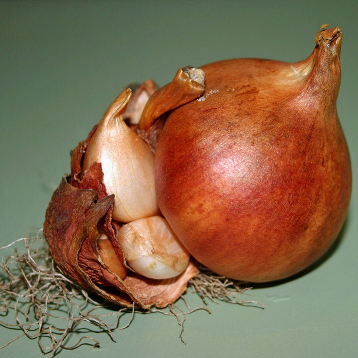 Bollenpellen is erg belangrijk voor de bol! - fluwelnl