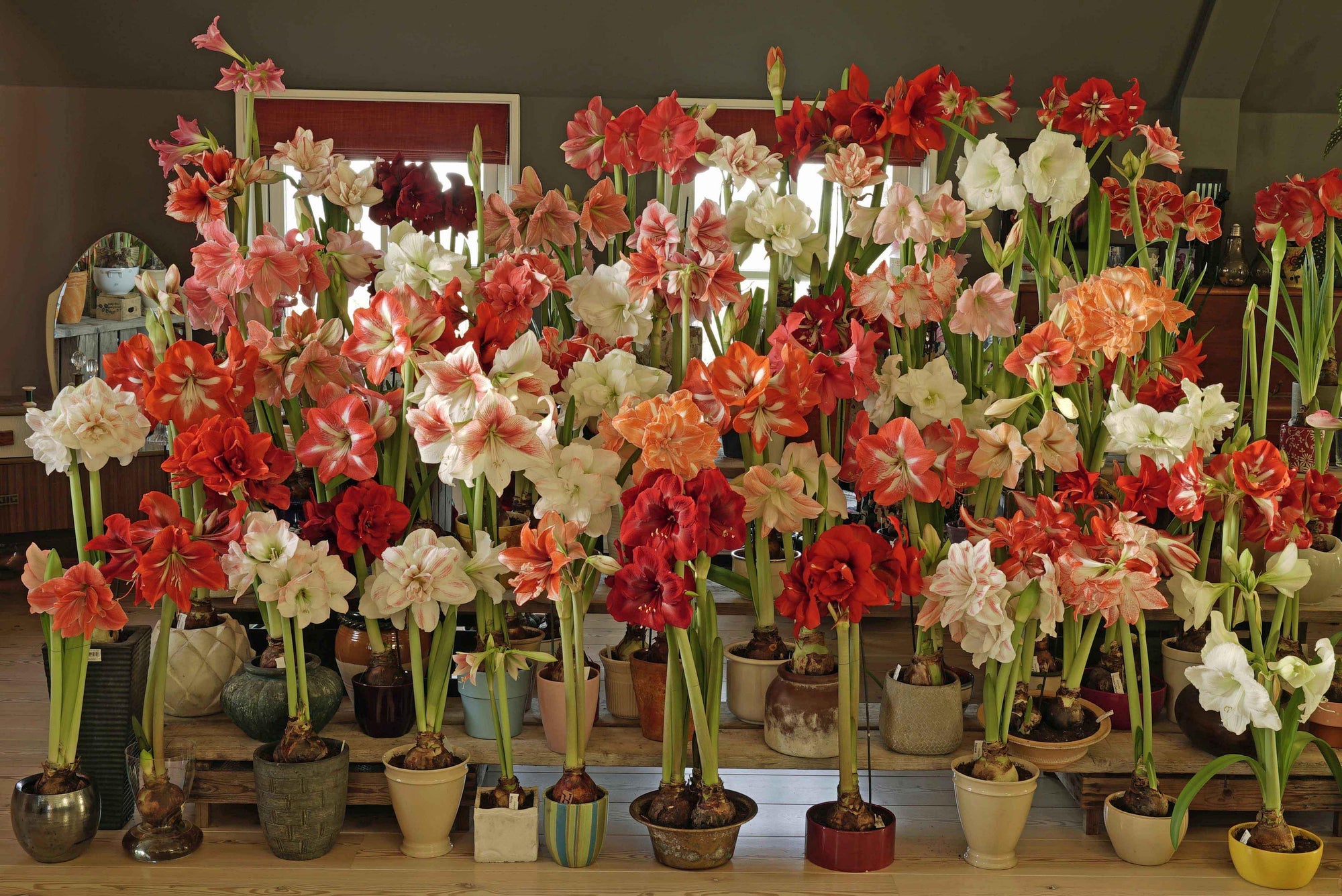 Wintertime … time for the Amaryllis