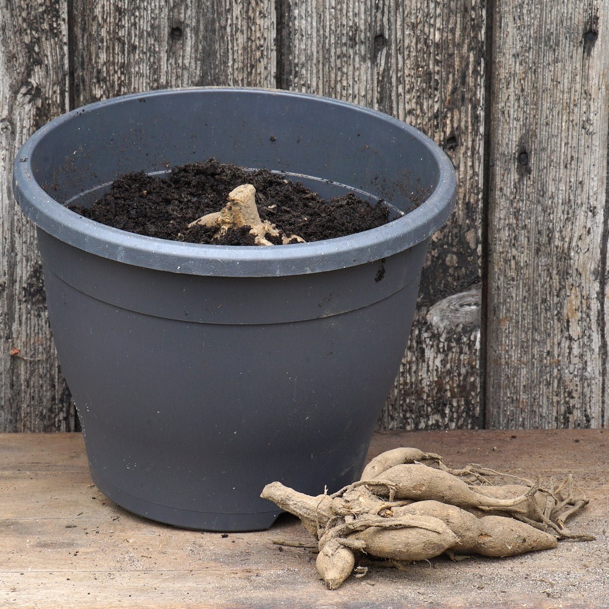 Dahlia’s en Daffodils - fluwelnl