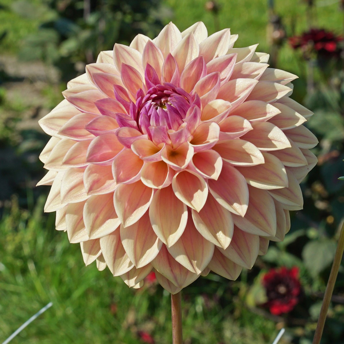 Dahlia’s in overvloed - fluwelnl