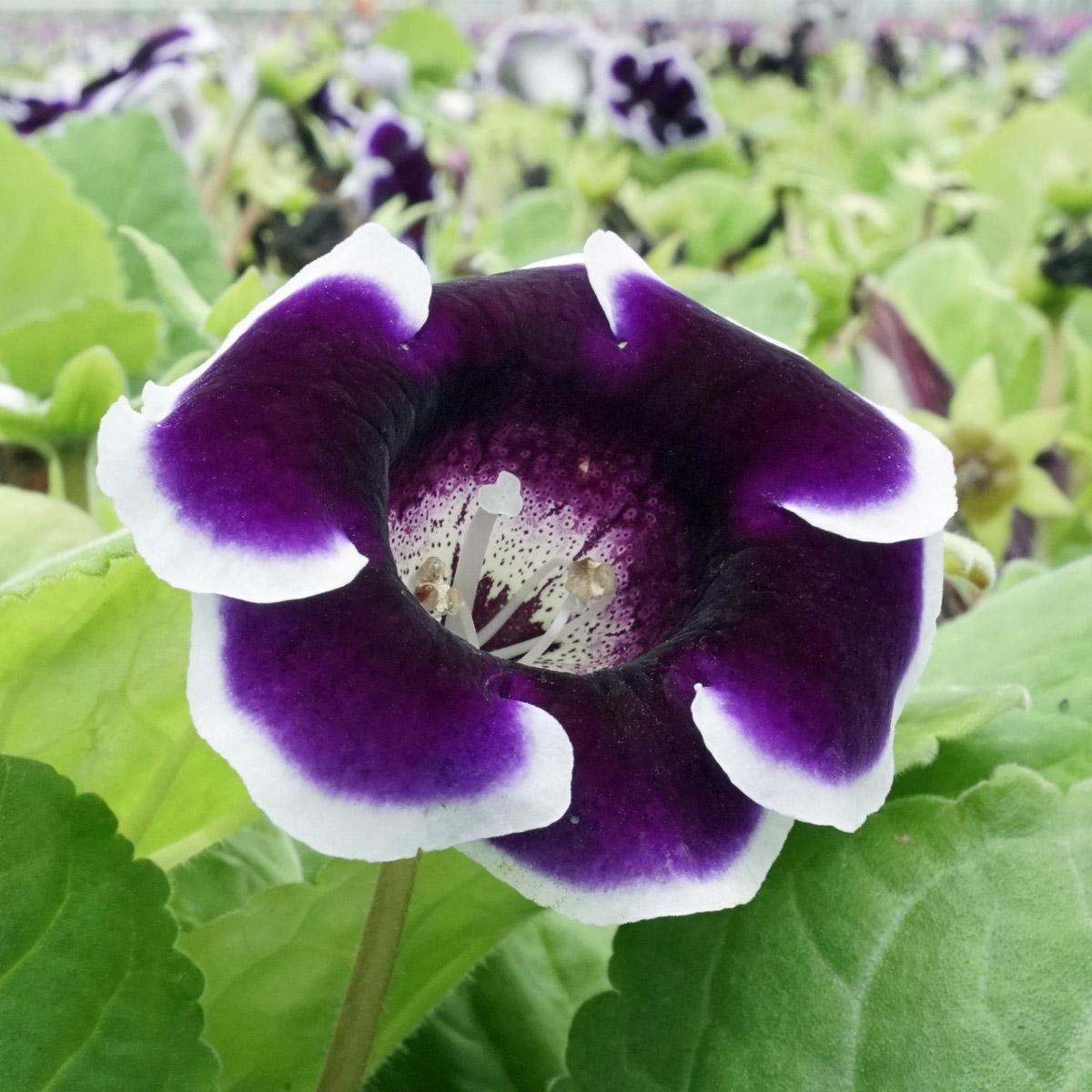 De Dahlia’s zijn weer beschikbaar - fluwelnl