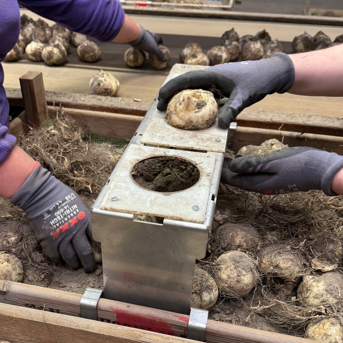 De Frieten zijn dik - fluwelnl