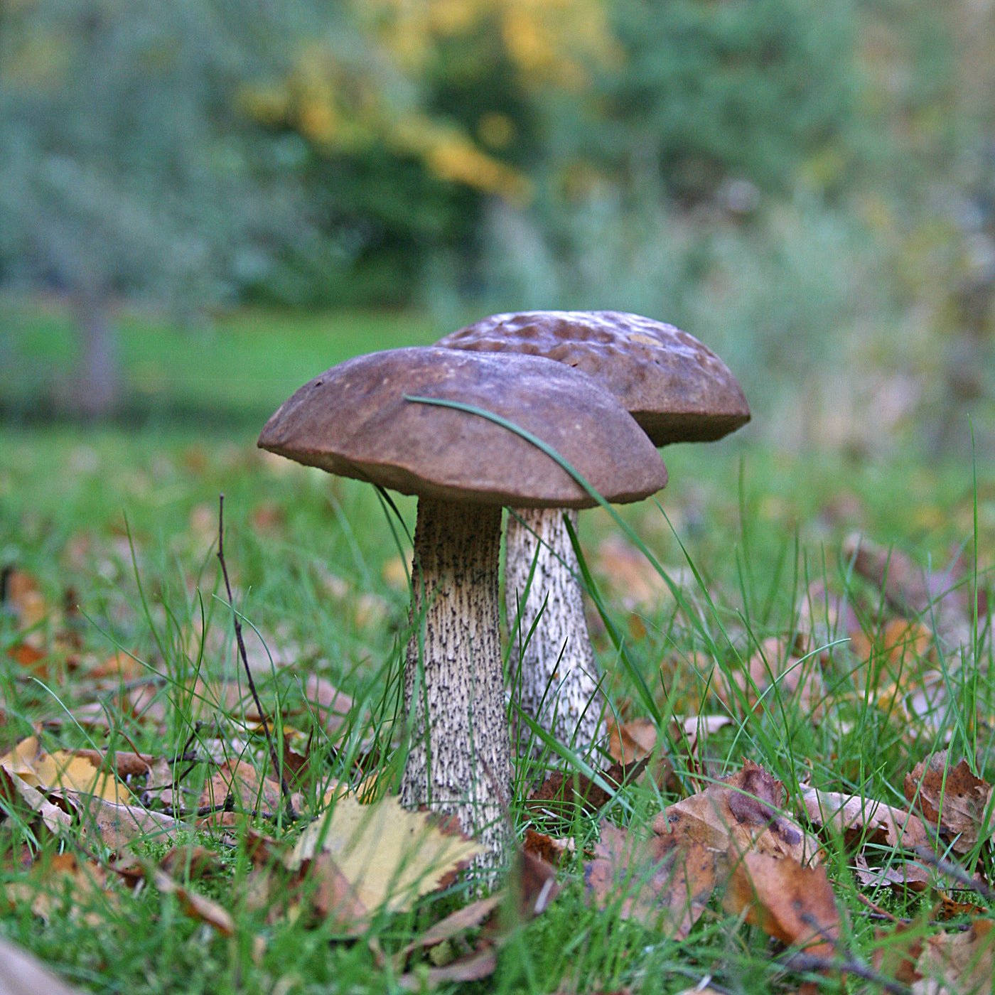 De ideale tijd om bloembollen te planten - fluwelnl