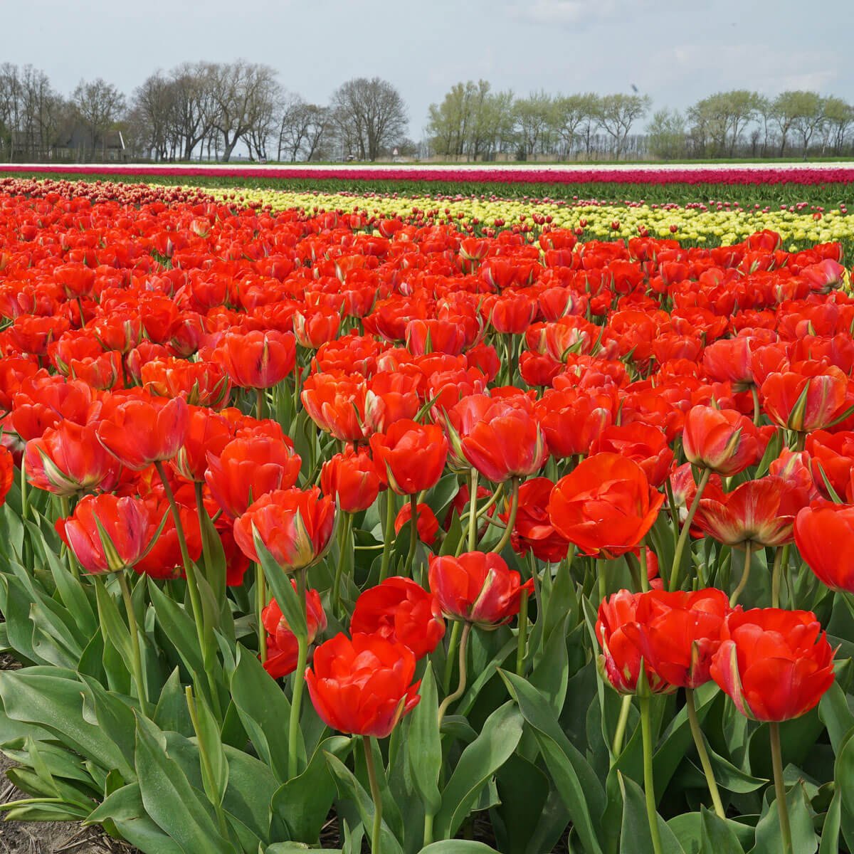 De puntjes op de i - fluwelnl