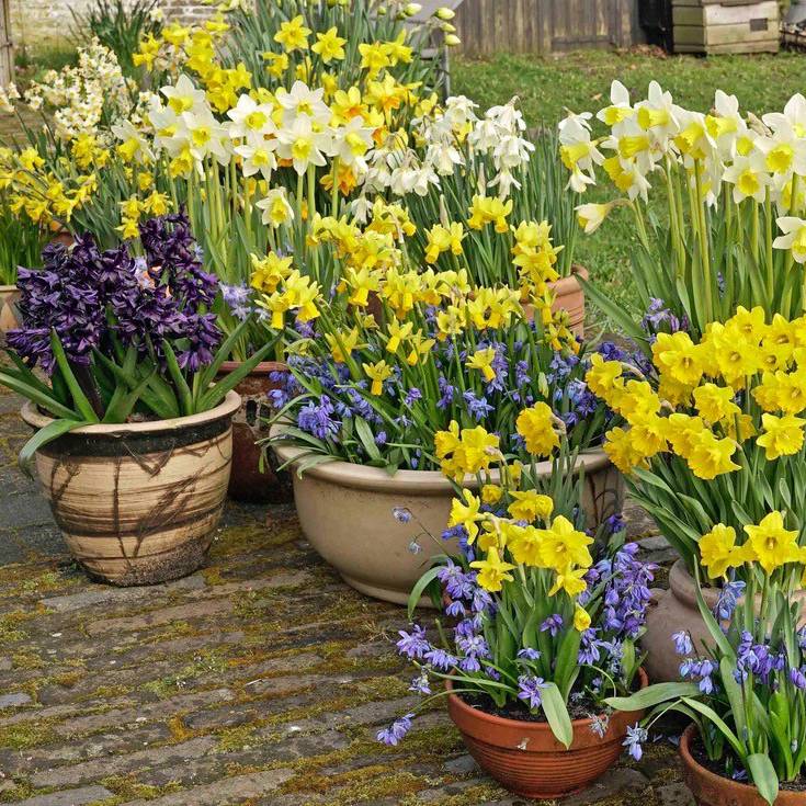 Rock garden Daffodils, beautiful miniature daffodils