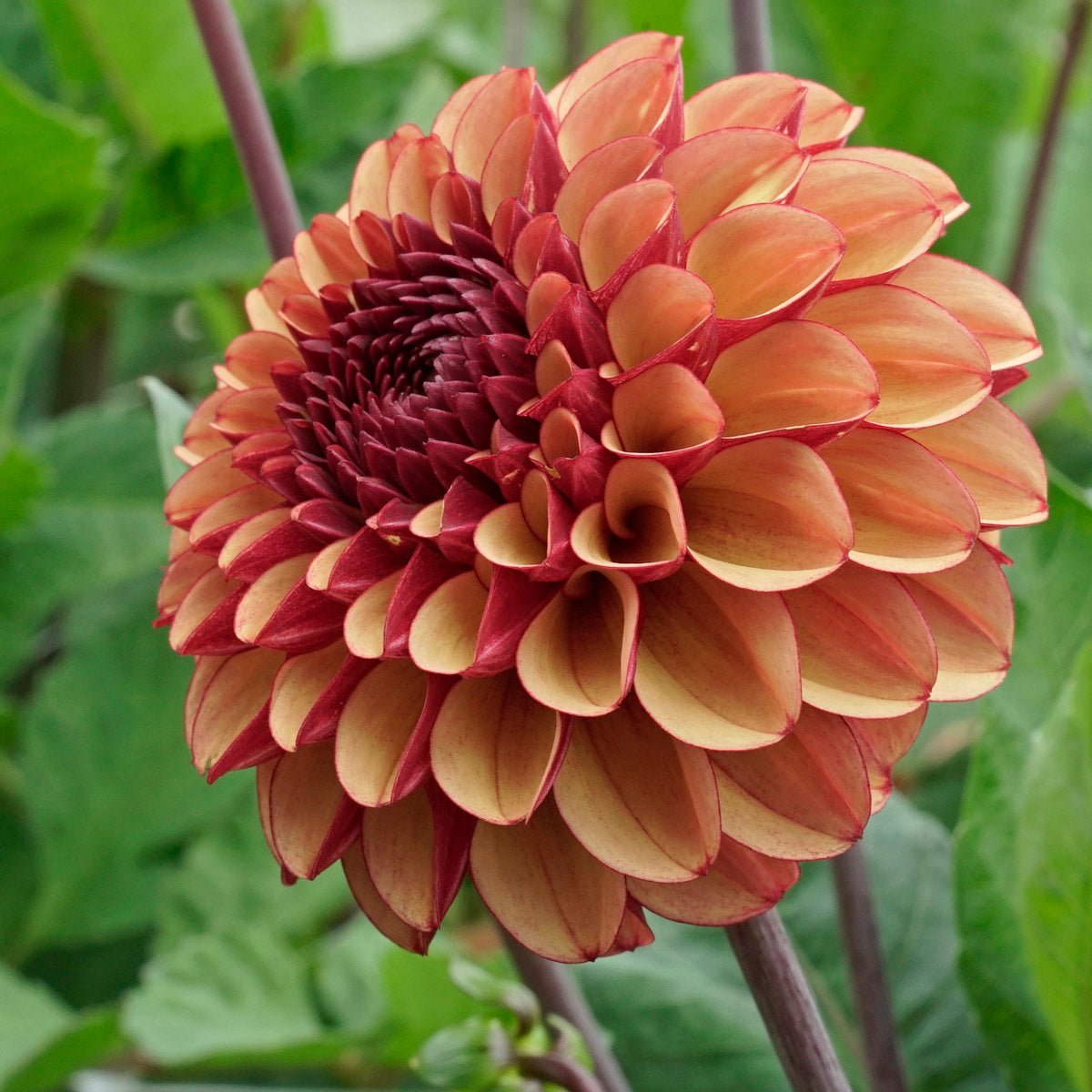 Een nieuw jaar - fluwelnl