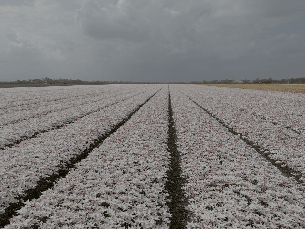 Eindeloze bloemenvelden - fluwelnl