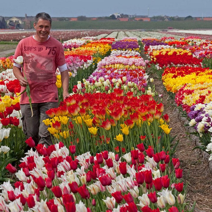 Fluwel introduceert, nieuwe soorten bloembollen! - fluwelnl