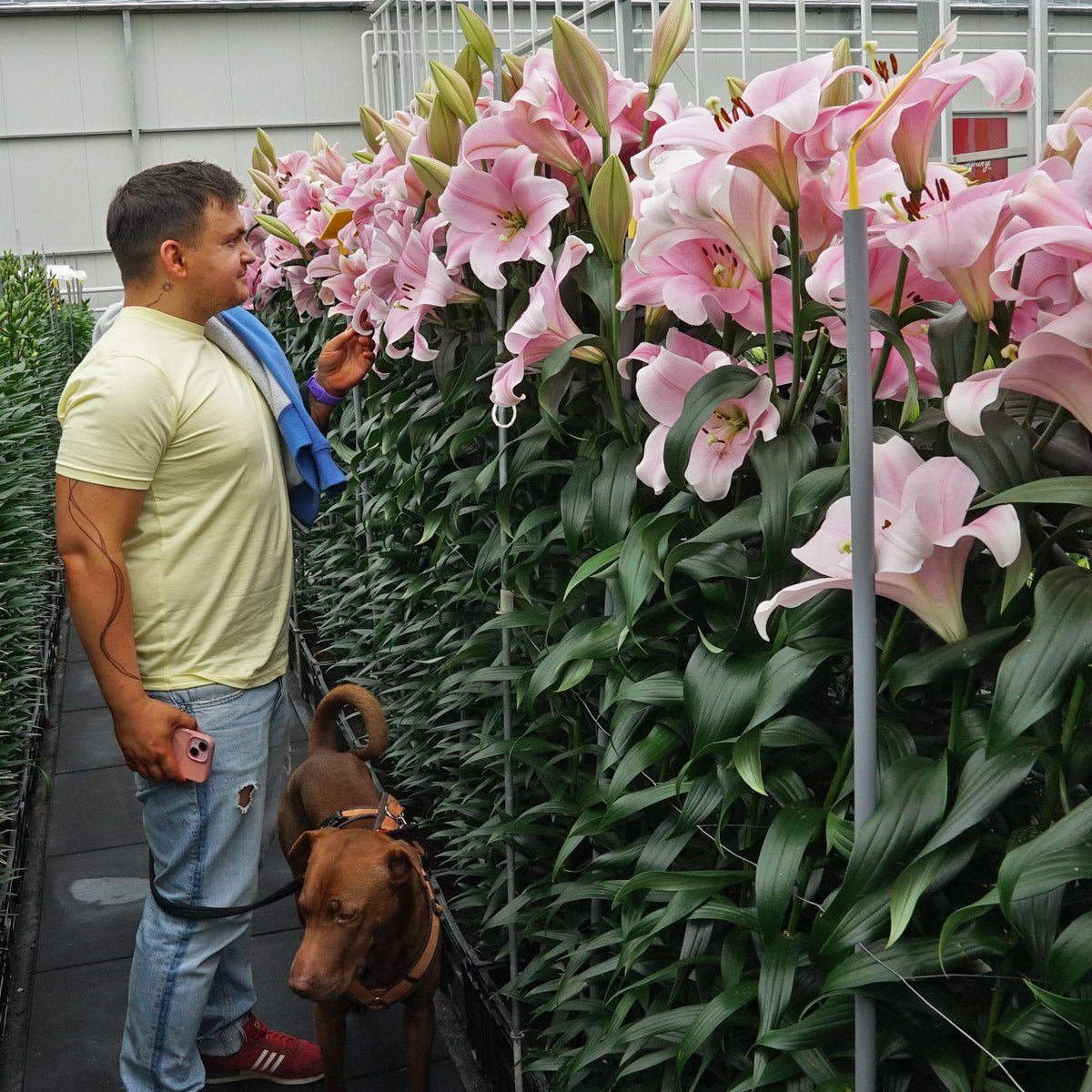 Groot nieuws - fluwelnl