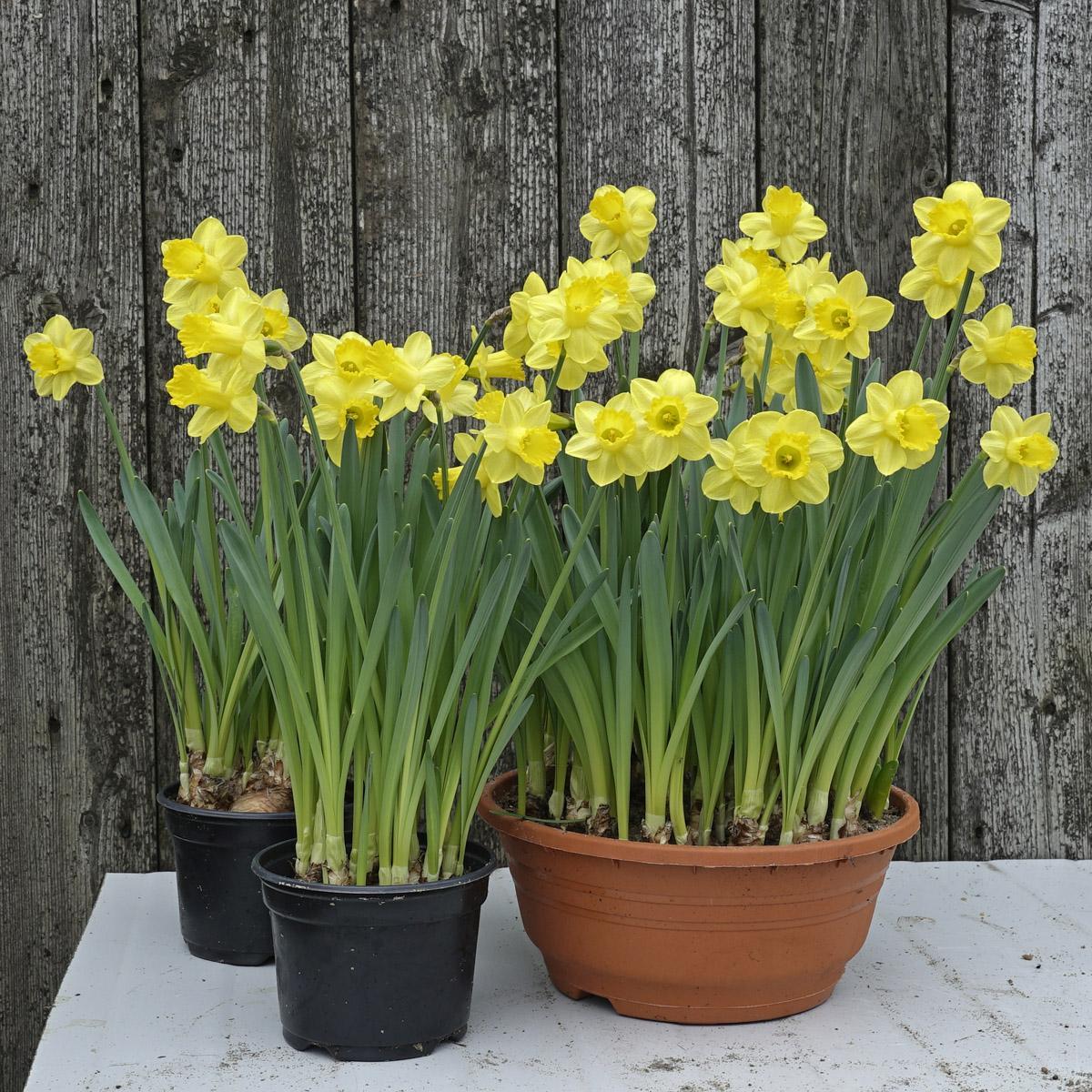 Het forceren van bloembollen - fluwelnl