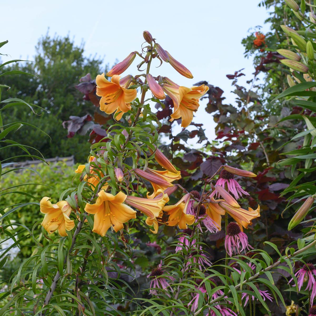 Lelies uit de wok met oosterse kruiden - fluwelnl
