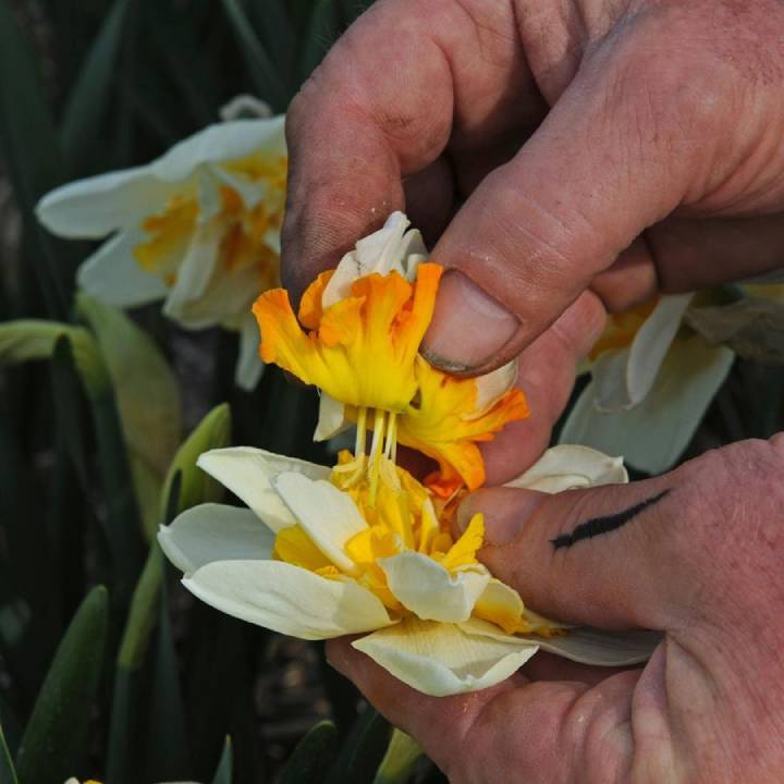 Narcissen veredelen - fluwelnl