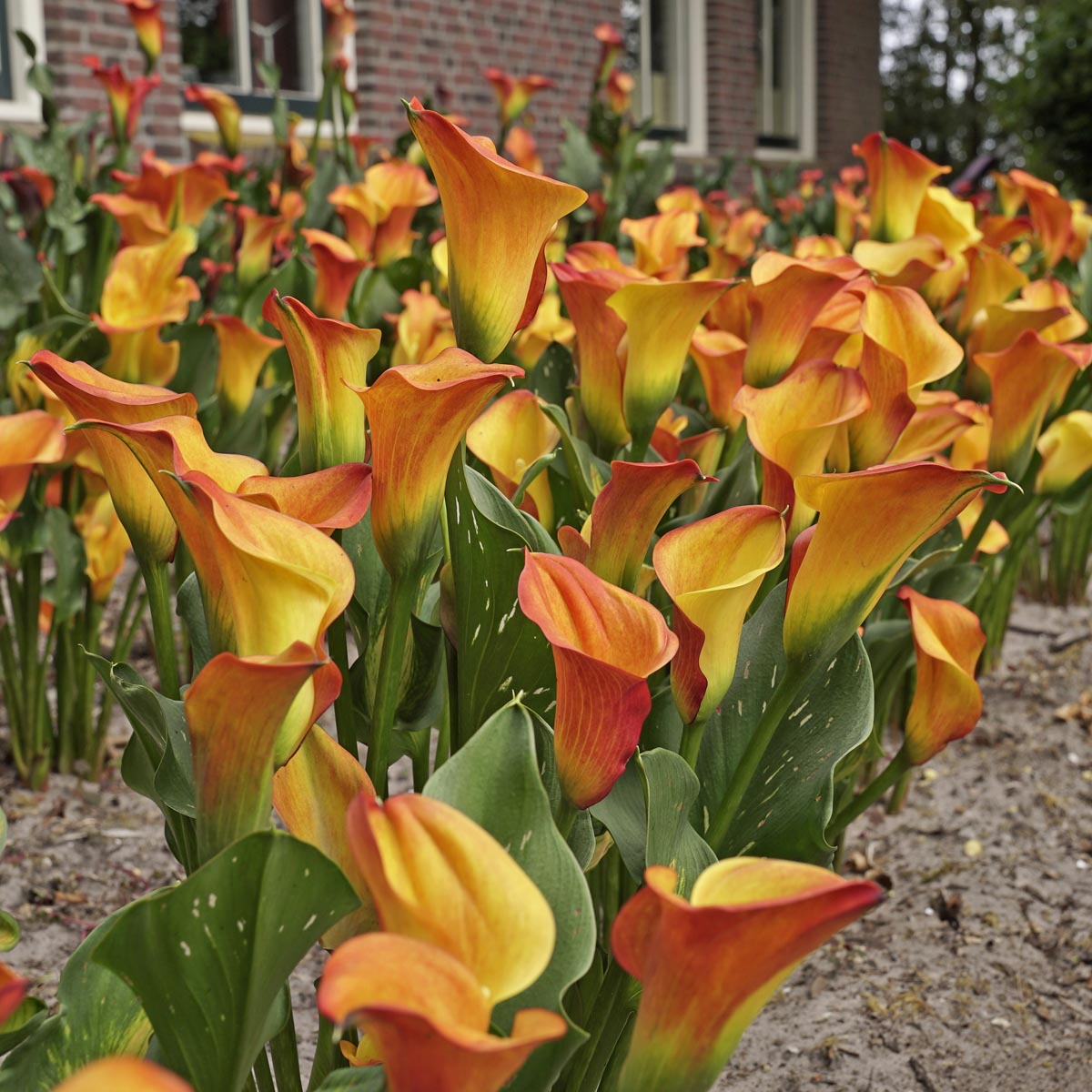 Zantedeschia, het proberen waard - fluwelnl