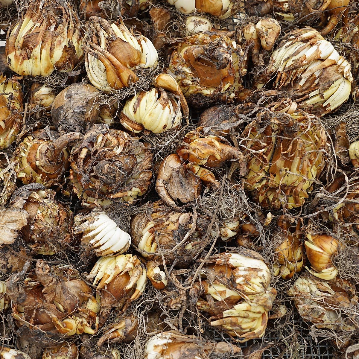 Ze is echt de beste! - fluwelnl