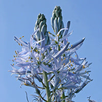 Specialty Bulbs