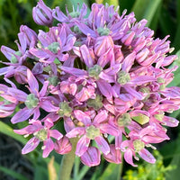 Allium