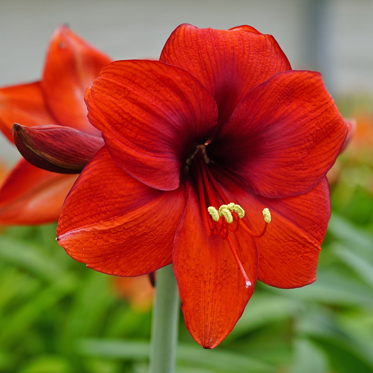 Amaryllis - Fluwel
