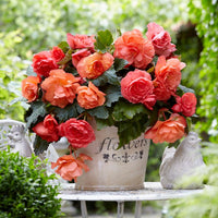 Begonias