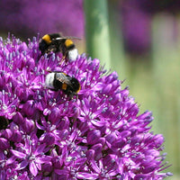 Flower bulbs for bees and insects