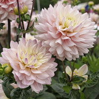 Dahlias