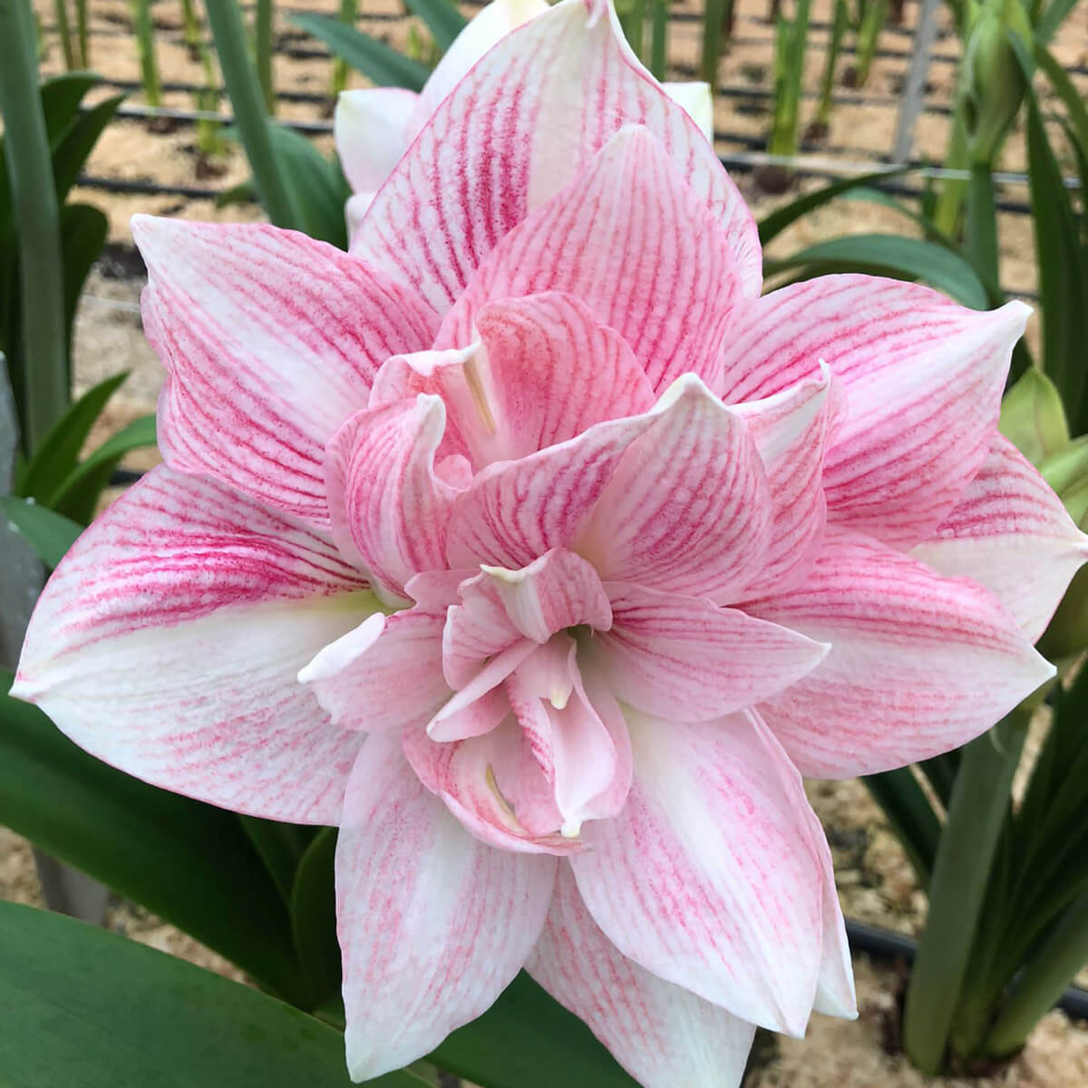 Fluwel Special Amaryllis - fluwelnl
