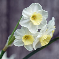 Fluwel Special Narcissus