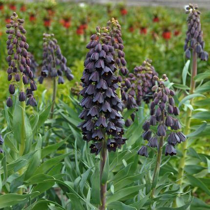 Fritillaria's