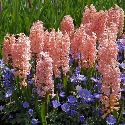 Hyacinths