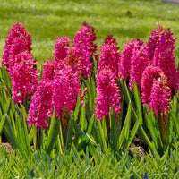 Hyacinths