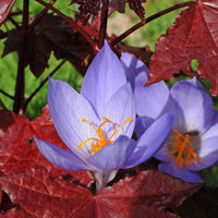 Crocuses