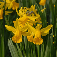 Daffodils