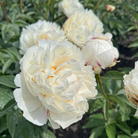 Peonies