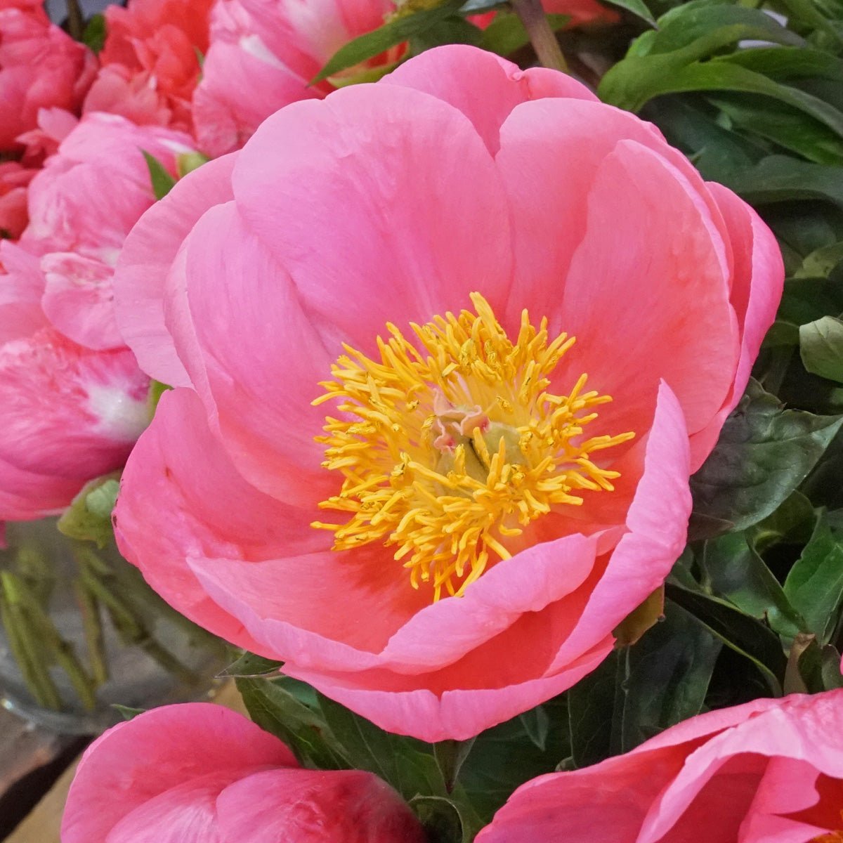 Pioenrozen - fluwelnl