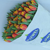 Bulbs for Cut Flowers