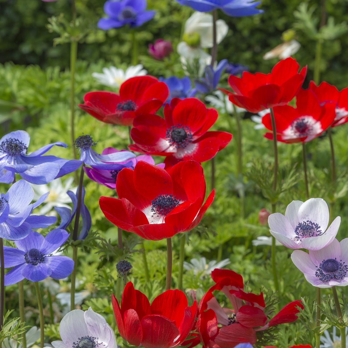 Speciale zomerbloeiers - Fluwel
