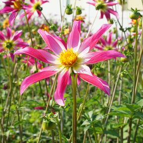 Dahlia Honka Mix