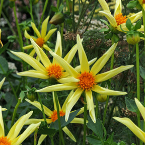 Dahlia Honka Mix