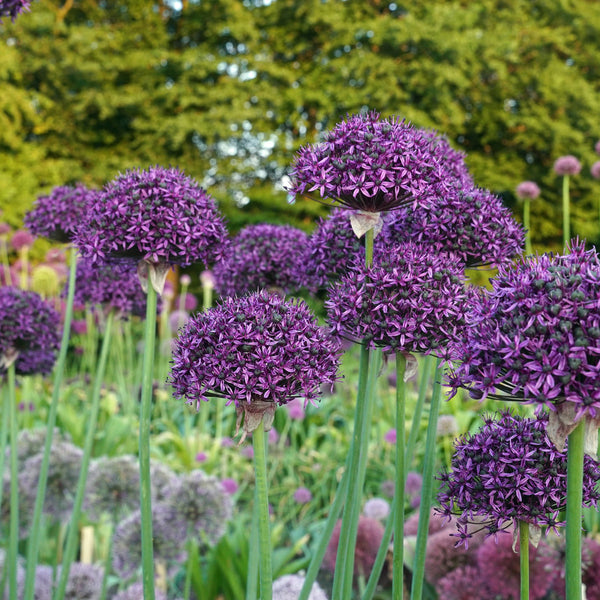 allium ☆ AlliumChicago1200a_grande.jpg?